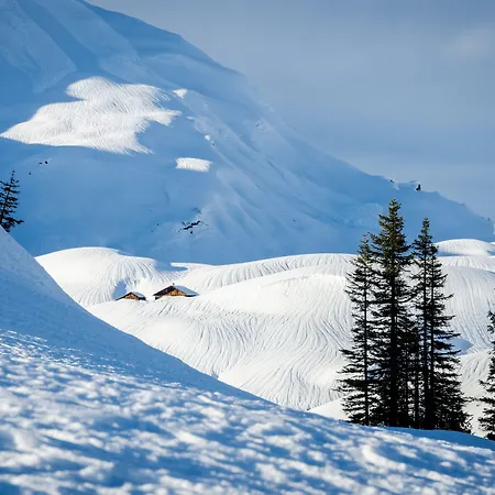 Anemone Lech am Arlberg