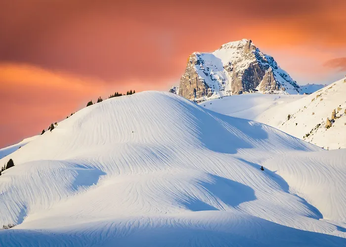 アネモネ レッヒ